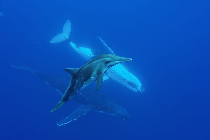 Want to escape? Treat yourself to a snorkeling session in Tahiti! - What’s Included: You’re Covered for the Basics