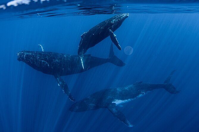 Whale Watching Activity - Key takeaways: what makes this Tahiti whale swim work