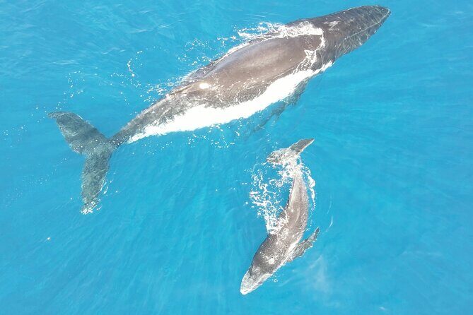 Whale Watching Activity - Humpback season in Tahiti: when to aim for real encounters