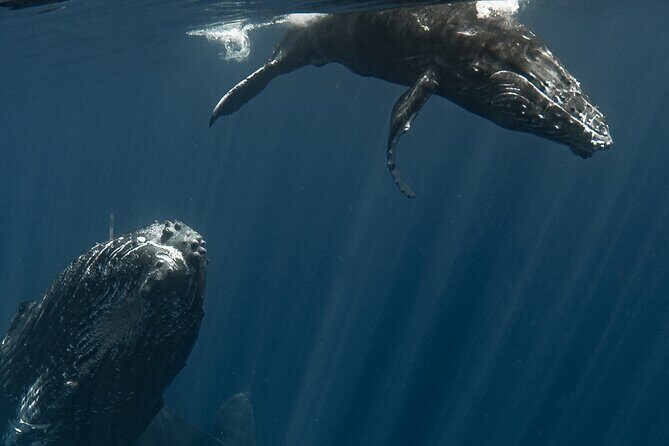 Whale Watching Activity - Snorkel time, reef looks, and turtles when conditions line up