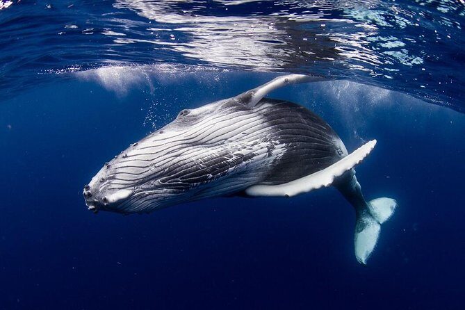 Whale Watching Bora Bora - Key highlights you’ll care about