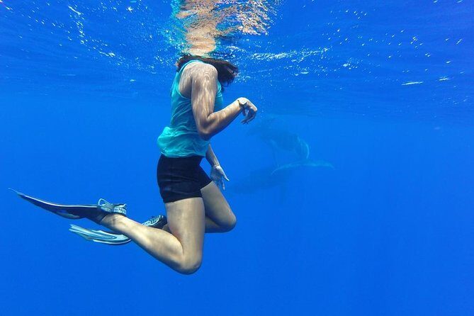 Whale Watching Bora Bora - The practical value of a $304 whale-watch (what’s included, and what’s not)