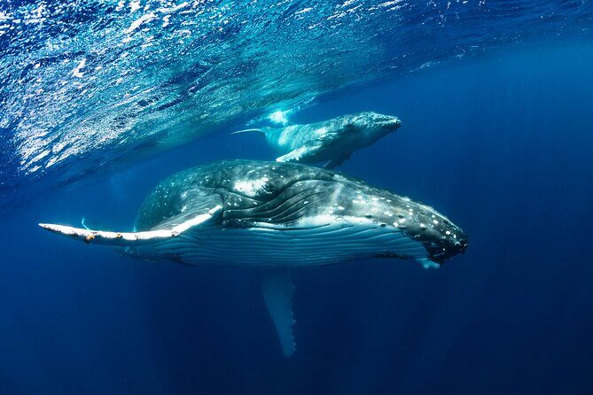 Whale watching DE Humpback West Coast of Tahiti - Key points before you go