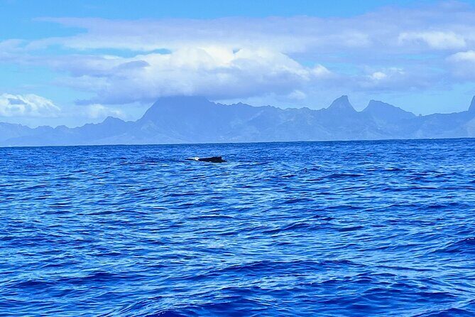 Whale watching DE Humpback West Coast of Tahiti - A comfortable local boat and a small group feel