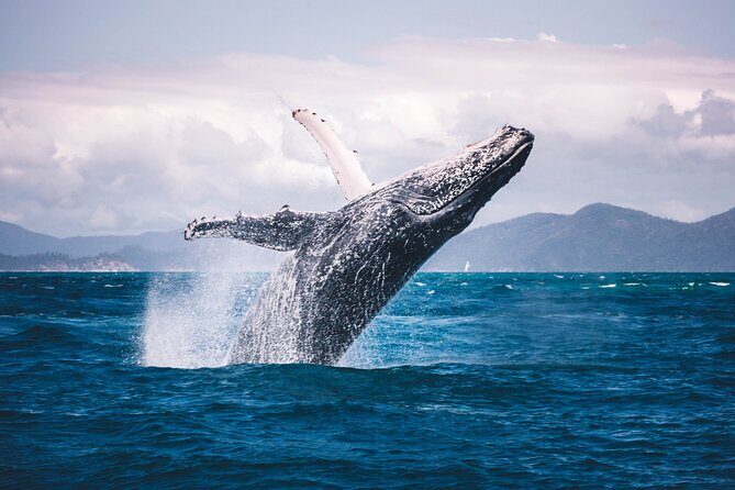 Whale watching DE Humpback West Coast of Tahiti - The optional whale launch: what it takes to swim