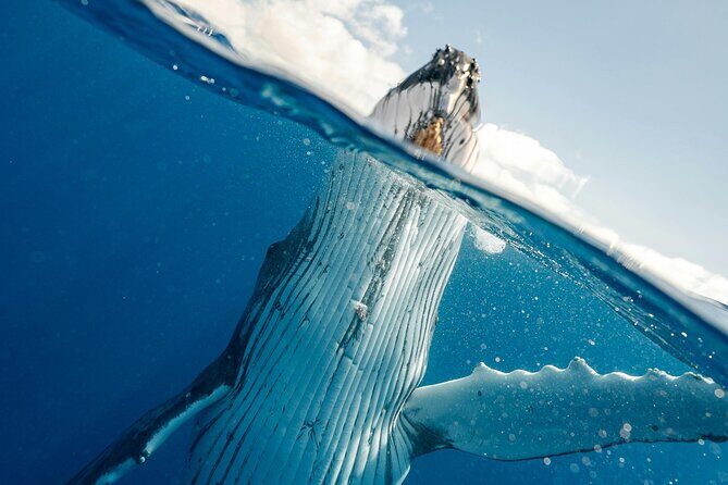 Whale watching DE Humpback West Coast of Tahiti - What you’ll learn while you search: species talk in plain terms