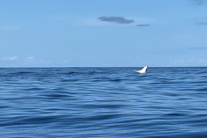 Whale watching DE Humpback West Coast of Tahiti - Timing and how the 4-hour window usually feels
