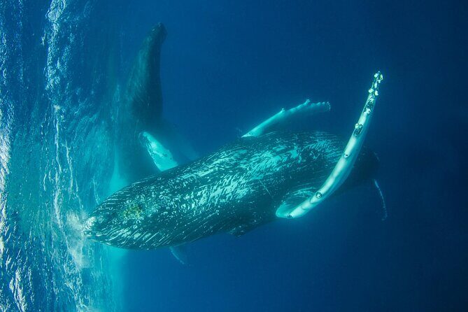 Whale watching DE Humpback West Coast of Tahiti - Value check: what $167.34 buys you in real terms