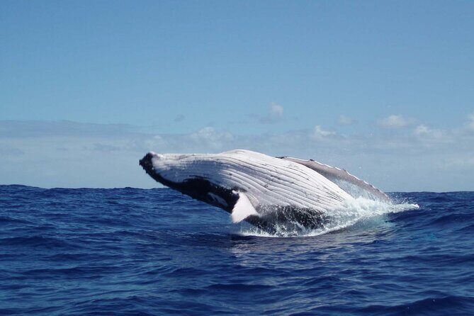 Whale watching in the calm of the peninsula with Tātahi tours - The Toahotu–Teahupoo Route and Why the Calm Matters
