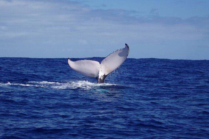 Whale watching in the calm of the peninsula with Tātahi tours - Fenua Aihere: The Roadless Island-Feeling Stop You Reach Only by Boat