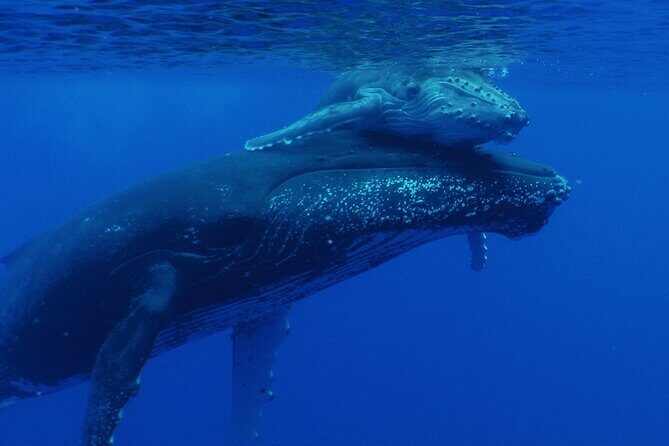 Whale watching in the calm of the peninsula with Tātahi tours - Hydrophone Whale Song: The Soundtrack Most Tours Don’t Offer