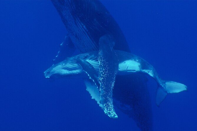 Whale watching in the calm of the peninsula with Tātahi tours - Price and Value: Is $193.13 Worth It?