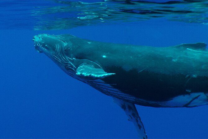 Whale watching in the calm of the peninsula with Tātahi tours - Meeting Point at Taiʻarapu-Ouest: Keep It Simple