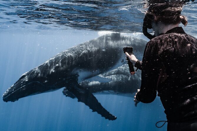 Whale Watching Shared Half Day - Whale-respect rules: the difference between chasing and sharing