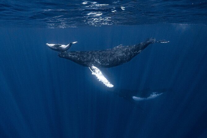 Whale Watching Shared Half Day - What about marine life besides humpbacks?