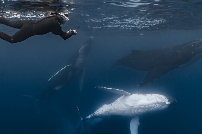 Whale Watching Shared Half Day - Who this tour fits best (and who should reconsider)